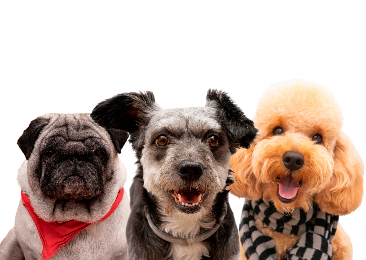 Mascotas